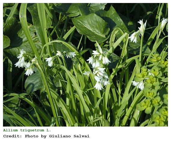 Allium triquetrum L.